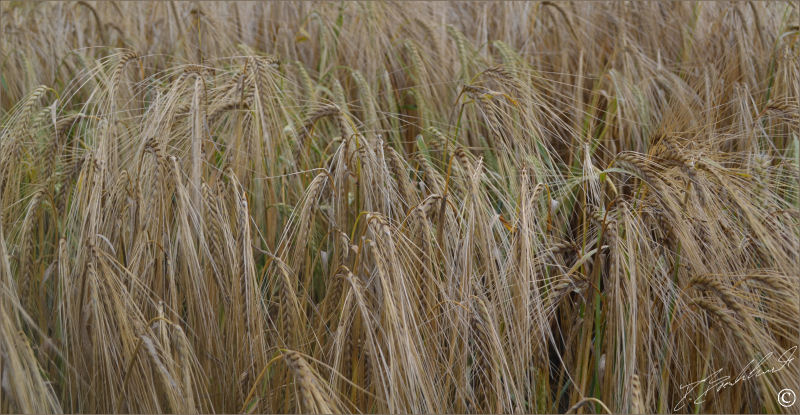 Barley 5