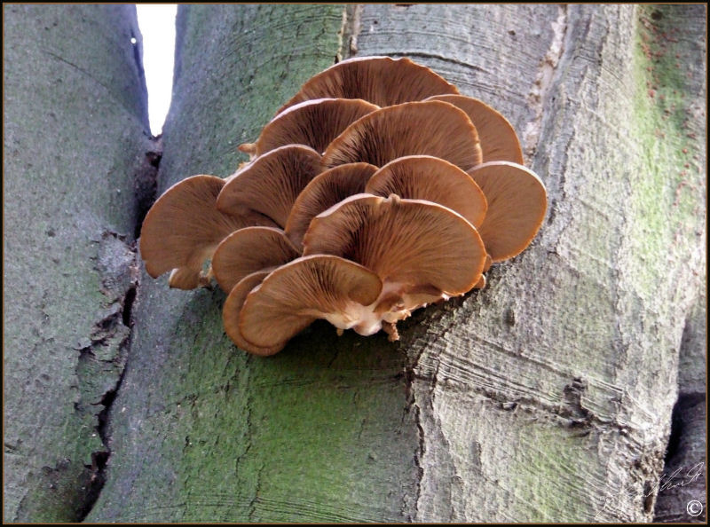 Branched Oyster Mushroom - Pleurotus cornucopiae 1