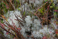 Moss, Lichen and Scenery photography 1