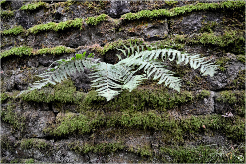 Mossy Wall 3